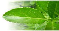 leaf.jpg